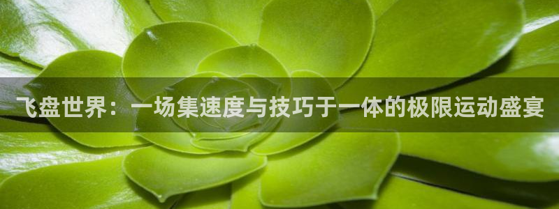 飞盘世界：一场集速度与技巧于一体的极限运动盛宴